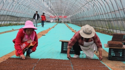 修文县5000亩水稻生产全程机械化示范区启建
