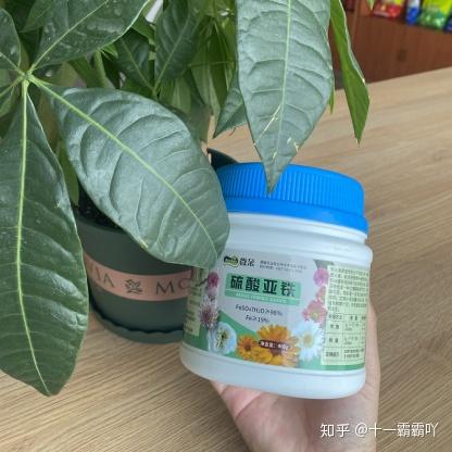 聚焦绿色农副产品研产 微朵绿植园艺积极响应 农药化肥双减 政策